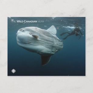 Mola Mola Briefkaart