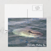Mola mola (Ocean Sunfish) Briefkaart (Voorkant / Achterkant)