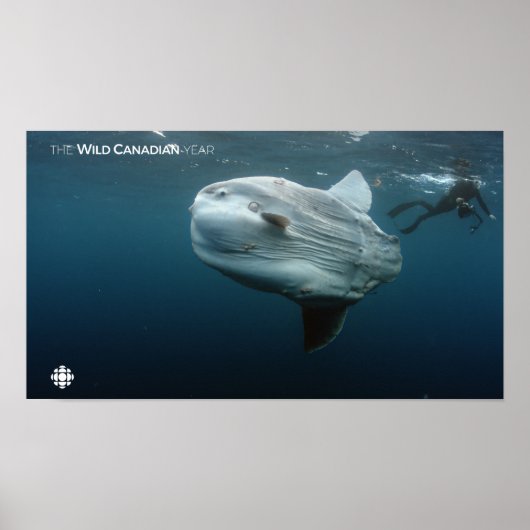 Mola Mola Poster (Voorkant)
