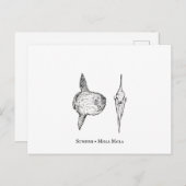 Mola Mola Sunfish Briefkaart (Voorkant / Achterkant)