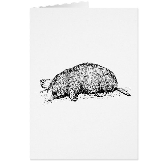 Mole (Voorkant)