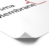 Moleculaire structuur van de wand van de primaire poster (Hoek)