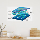 Moleculaire structuur van de wand van de primaire poster (Keuken)