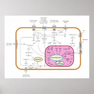 Molecule signaaltransductieschema poster