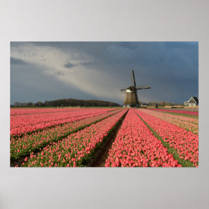 Molen met roze tulpen in de lente poster