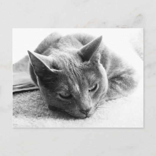 Mollie Briefkaart (Voorkant)