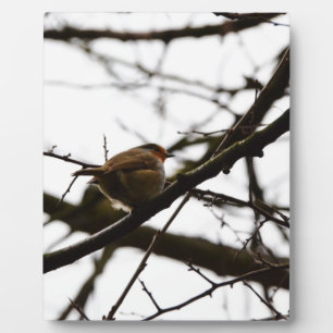 Mollige Engelse Roodborst Fotoplaat