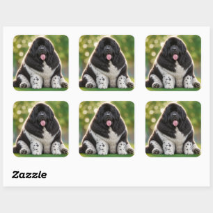 Mollige Newfoundlander zwart-witte Landseer newfie Vierkante Sticker