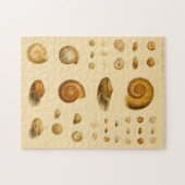  Mollusk Seashells Puzzle Legpuzzel (Horizontaal)