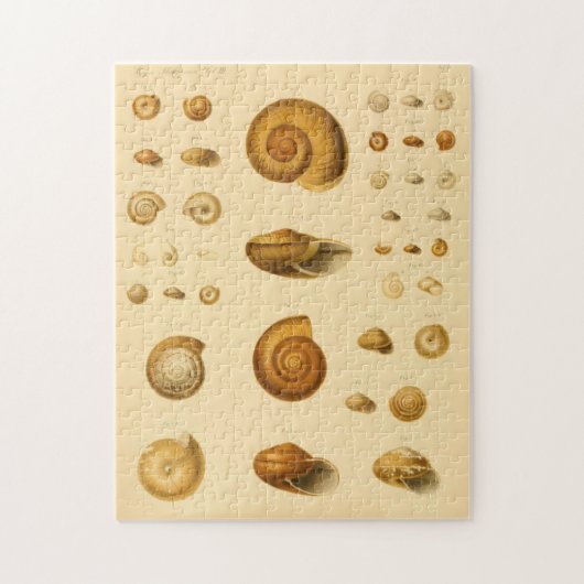  Mollusk Seashells Puzzle Legpuzzel (Verticaal)