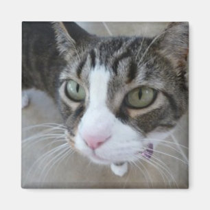 Molly kijkt naar je Kat Square Magnet Magneet