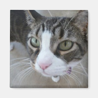 Molly kijkt naar je Kat Square Magnet Magneet