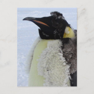 Molting Emperor Penguin Briefkaart