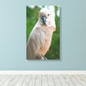 Moluccan Cockatau Canvas Afdruk (Insitu (Houten vloer))