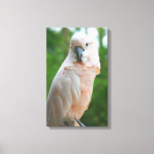 Moluccan Cockatau Canvas Afdruk