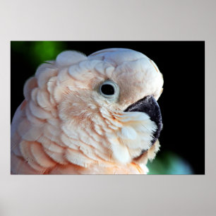 Moluccan Cockatau Poster