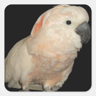 Moluccan Cockato Parrot-ontwerp Vierkante Sticker