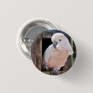 Moluccan Cockato Pinback Button