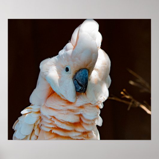 Moluccan Cockatoo Poster (Devant)