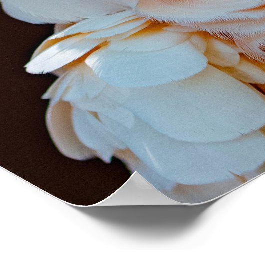 Moluccan Cockatoo Poster (Coin)