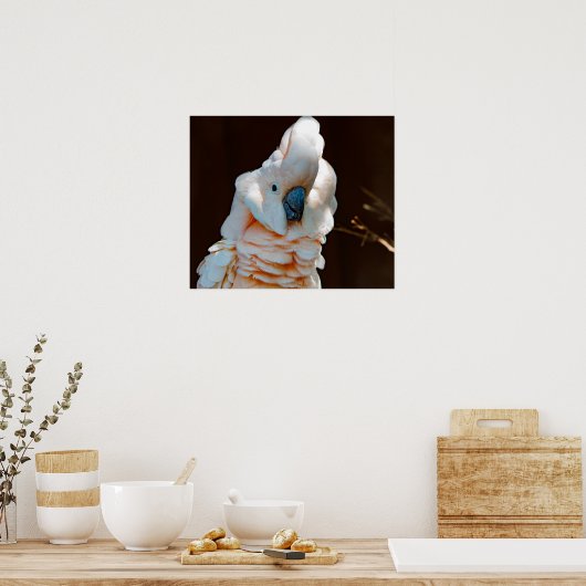 Moluccan Cockatoo Poster (Cuisine)