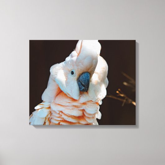 Molukse Kaketoe Canvas Afdruk (Voorkant)