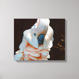 Molukse Kaketoe Canvas Afdruk