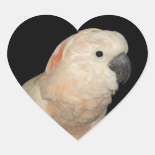 Molukse Kaketoe Liefde Valentijn Design Hart Sticker