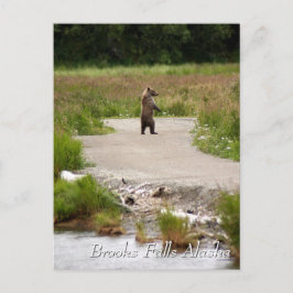 Mom!!  Brooks Falls Alaska  Briefkaart
