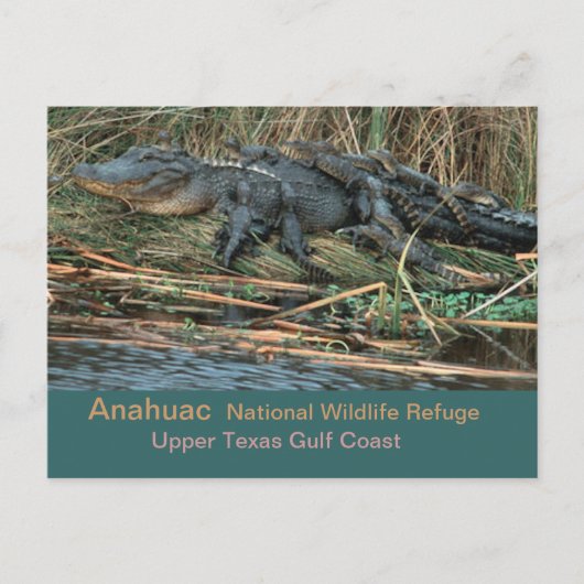 Moma'Gator Briefkaart (Voorkant)