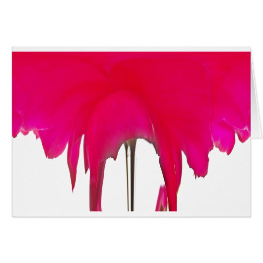 Moment capturé : Une Élégance Pétale Rose Rouge (Devant horizontal)