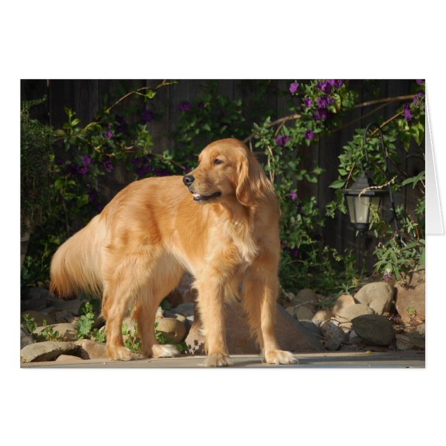 Moment d'or (Devant horizontal)