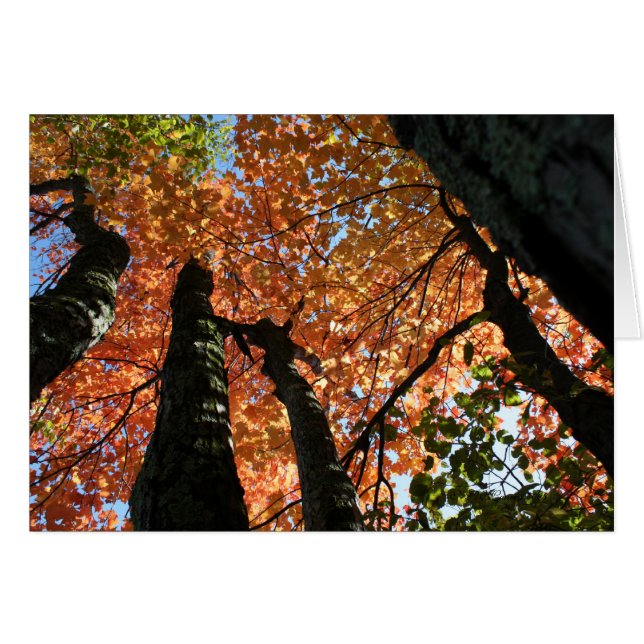 Moment van Herfst Zen (Voorkant Horizontaal)