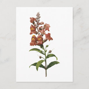 momentopname (Antirhinum sp.) door Redouté Briefkaart