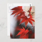 MOMIJI BRIEFKAART (Voorkant / Achterkant)