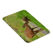 Momma Deer en haar Newborn Fawn Magneet (Rechterzijde)