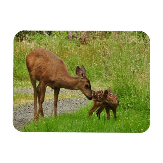 Momma Deer en haar Newborn Fawn Magneet (Horizontaal)
