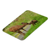 Momma Deer en haar Newborn Fawn Magneet (Linkerzijde)