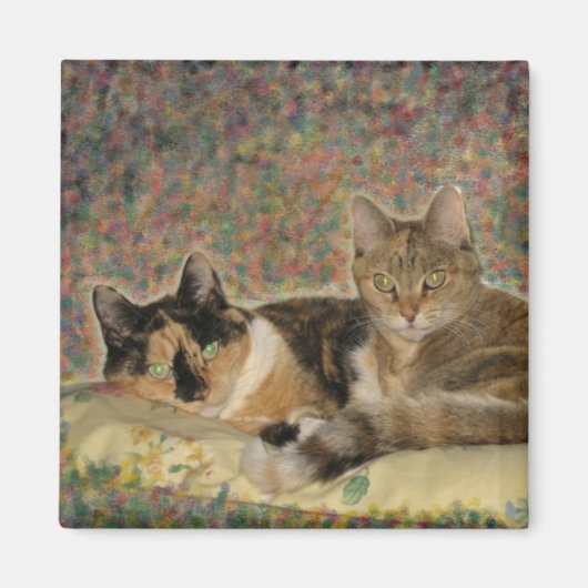 Mon aimant Sweet Kitties (Devant)
