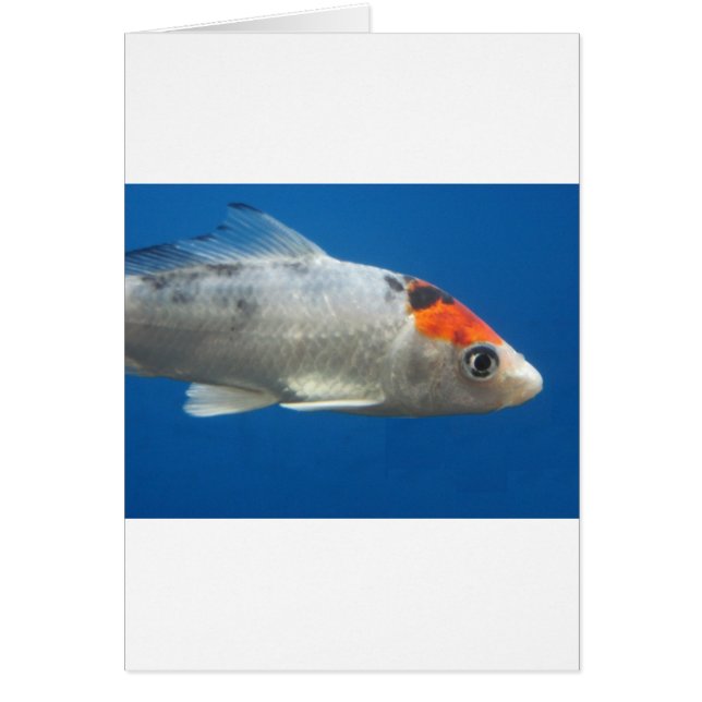 Mon animal de compagnie Koi Fish (Devant)