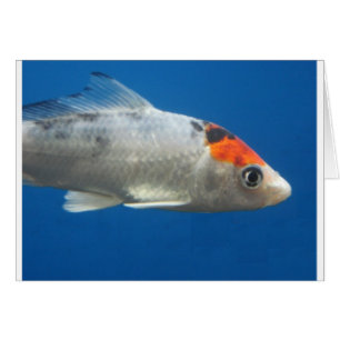 Mon animal de compagnie Koi Fish