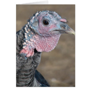 Mon animal de compagnie Turquie