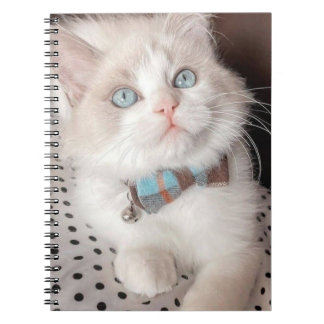 mon carnet de chat