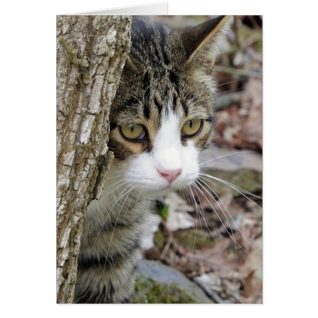 Mon chat de chasse (Devant)