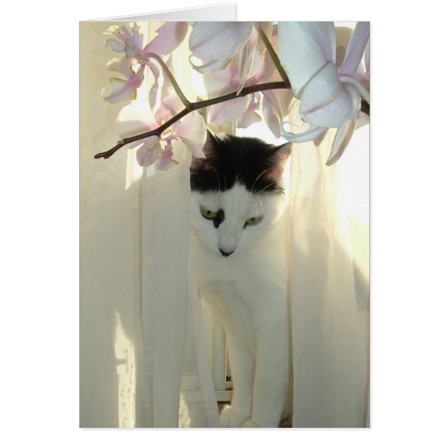 Mon jolie Kitty (Devant)