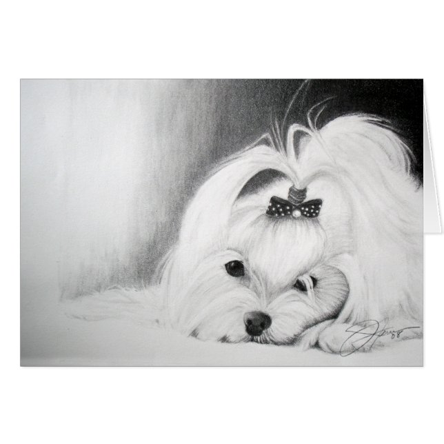 Mon maltais (Devant horizontal)