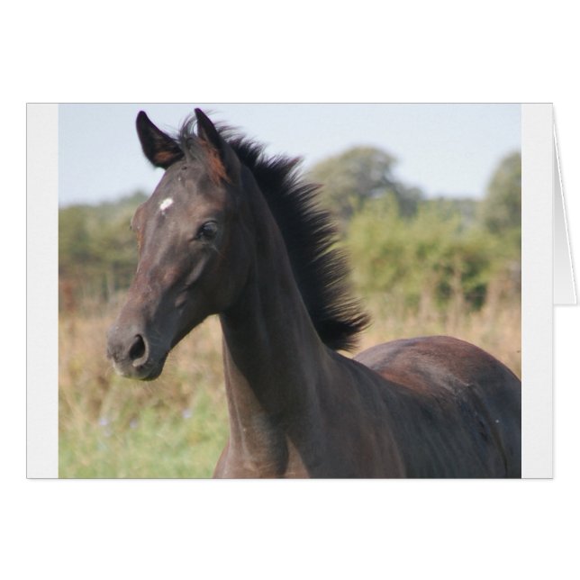 Mon nouveau pony (Devant horizontal)