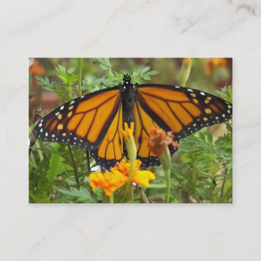 Mon papillon Monarque cartes de visite (Devant)
