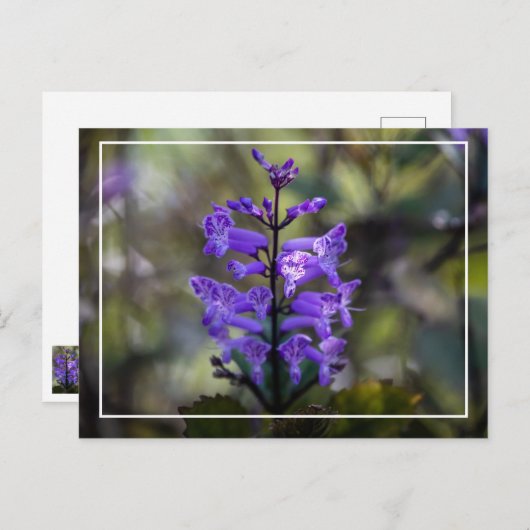 Mona Lavender Briefkaart (Voorkant / Achterkant)