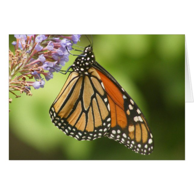 MONARCH (Voorkant Horizontaal)